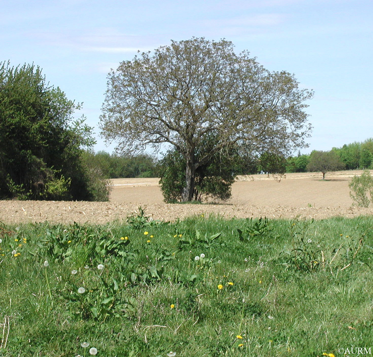 2003 Didenheim arbre isolé