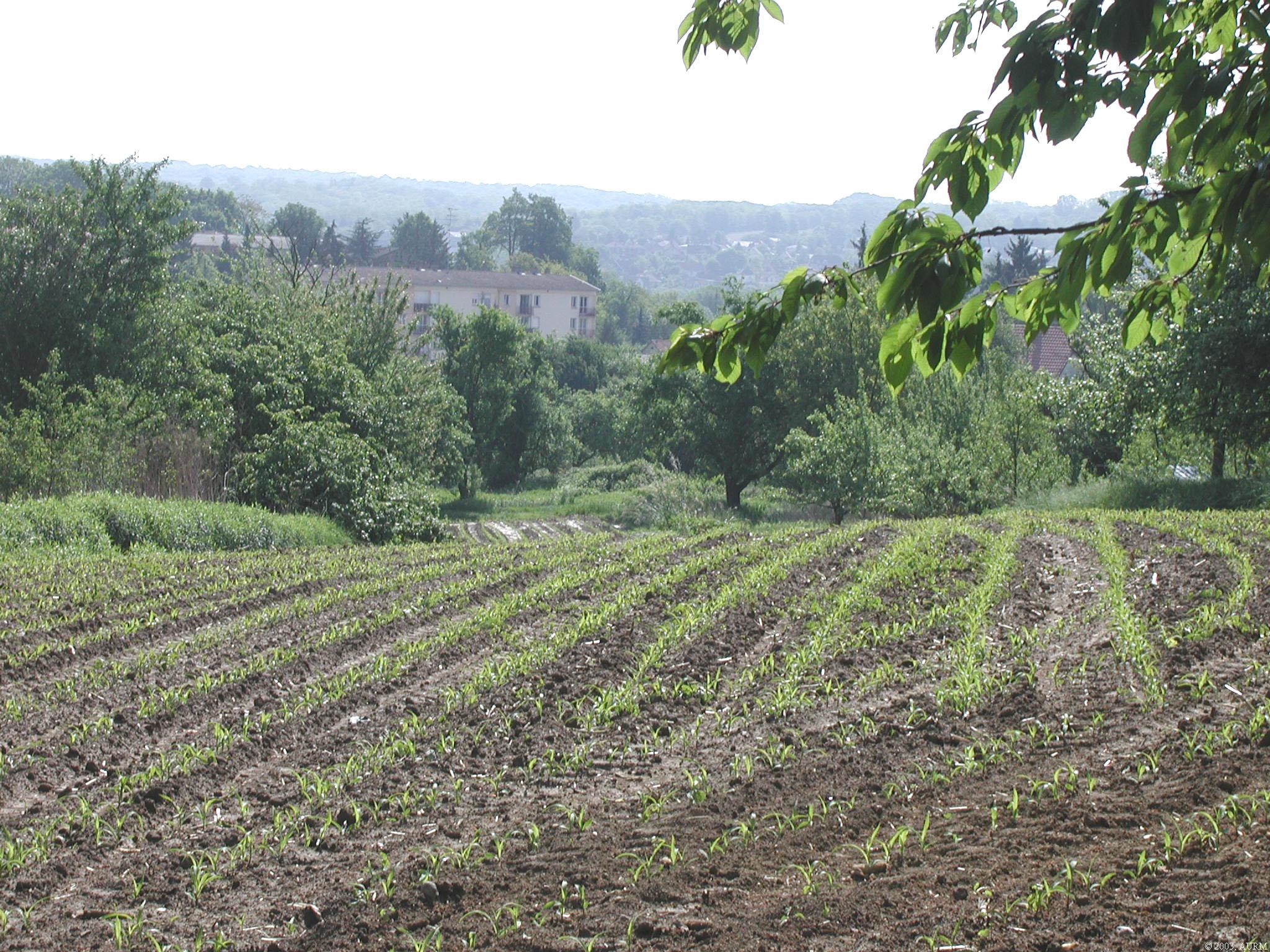 2003 Didenheim colline