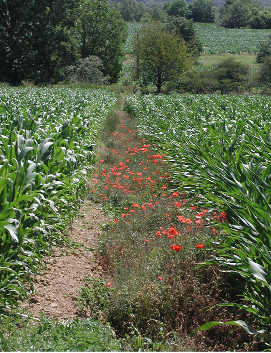 2004 champs mais coquelicots