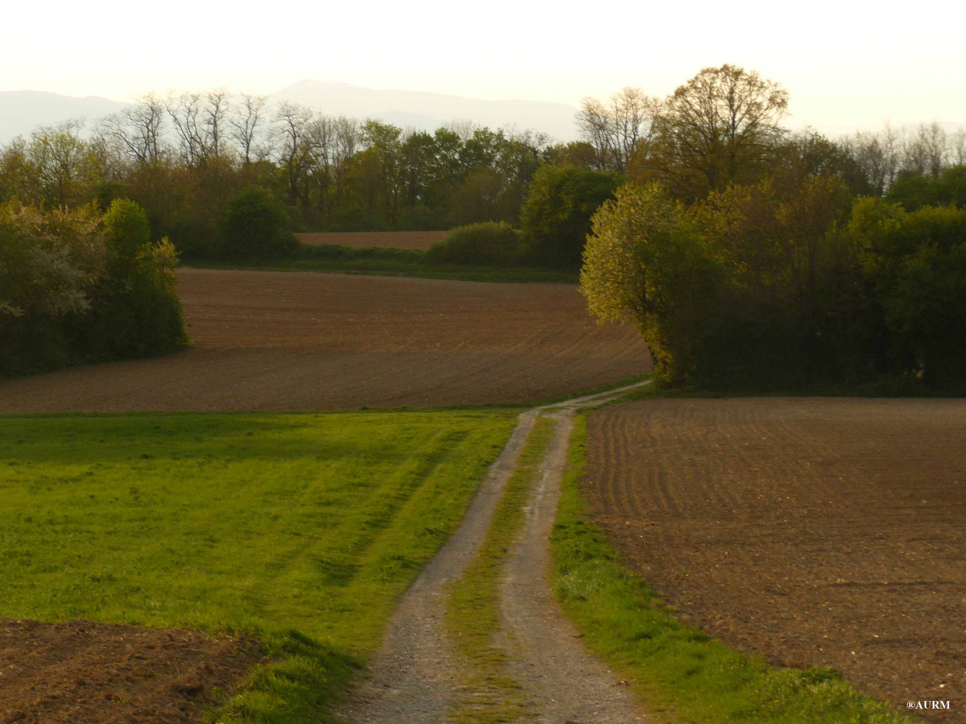 2009 BrunstattPfloetsch2