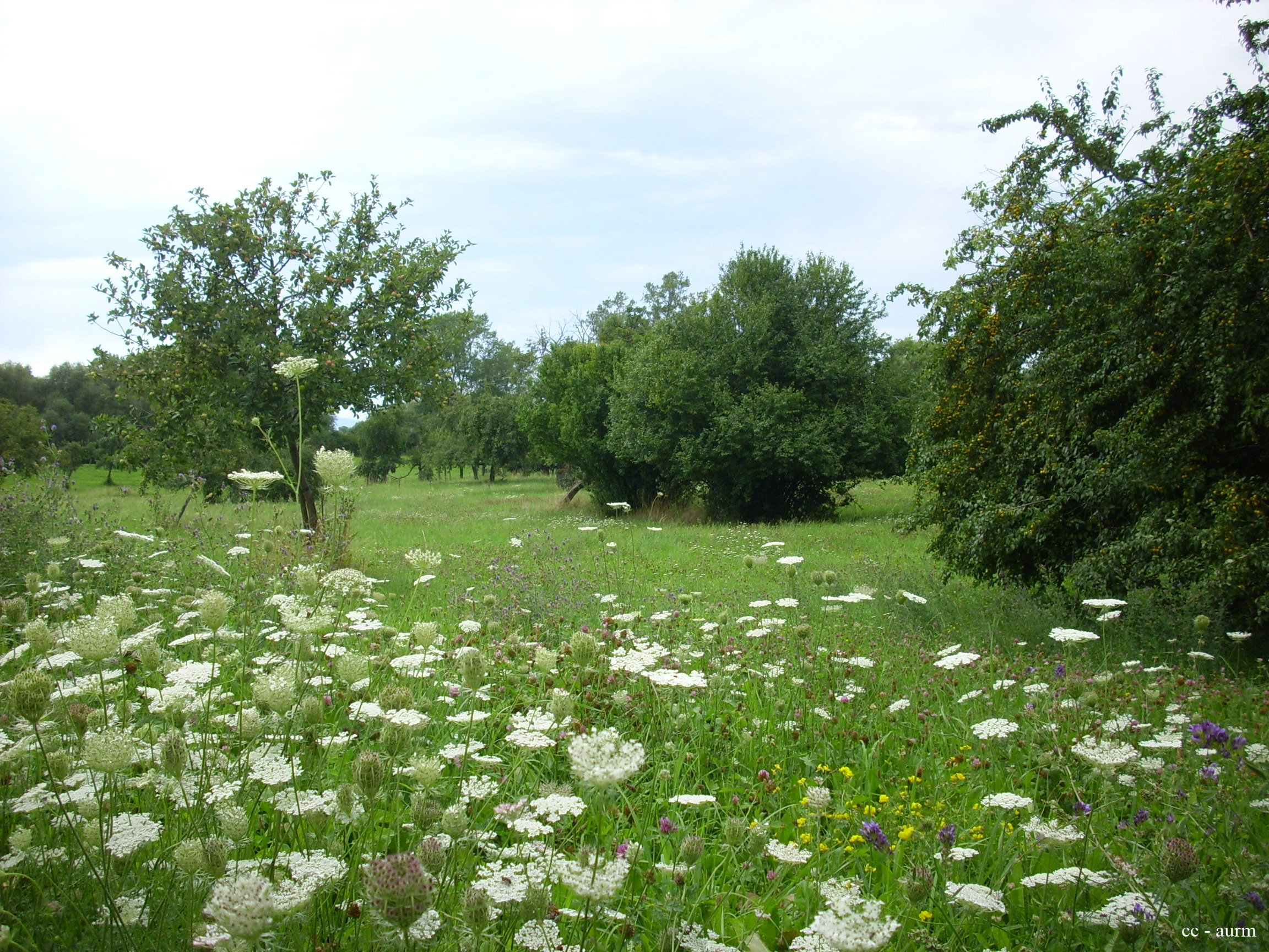 2009 Sausheim prairie