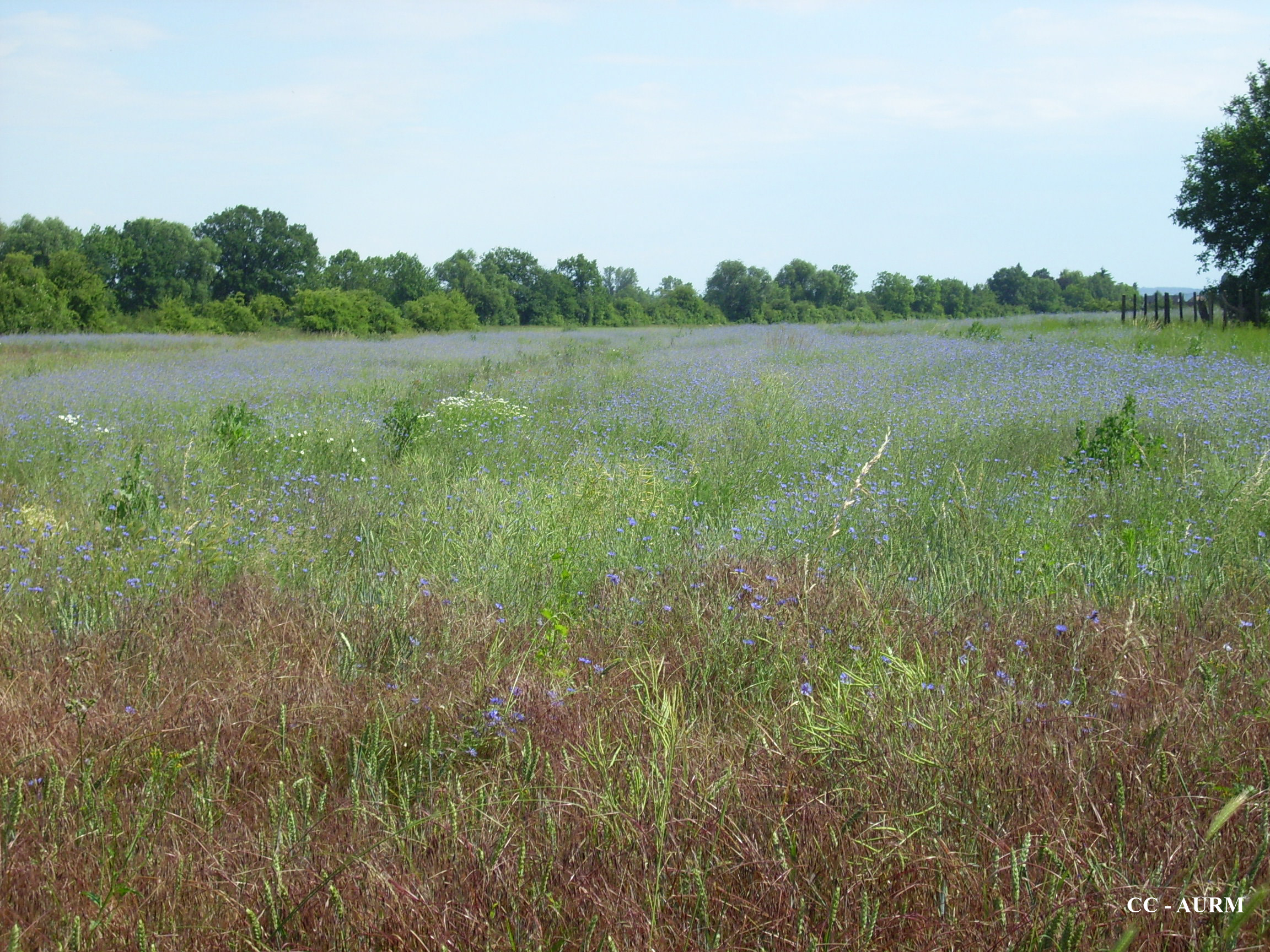 2009 Wittenheim PrairieFleurie