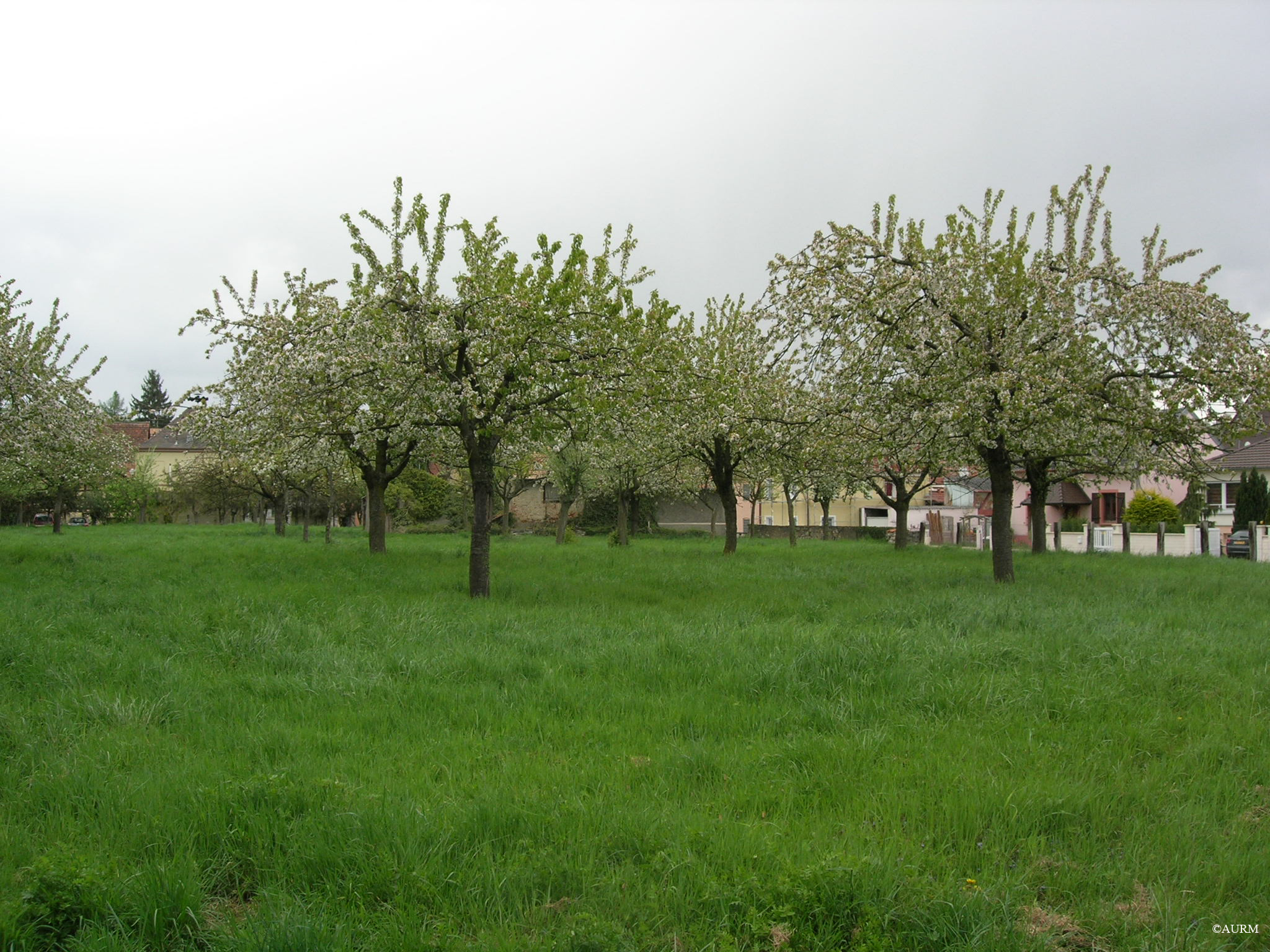 2009 Zimmersheim Vergerproxcentre