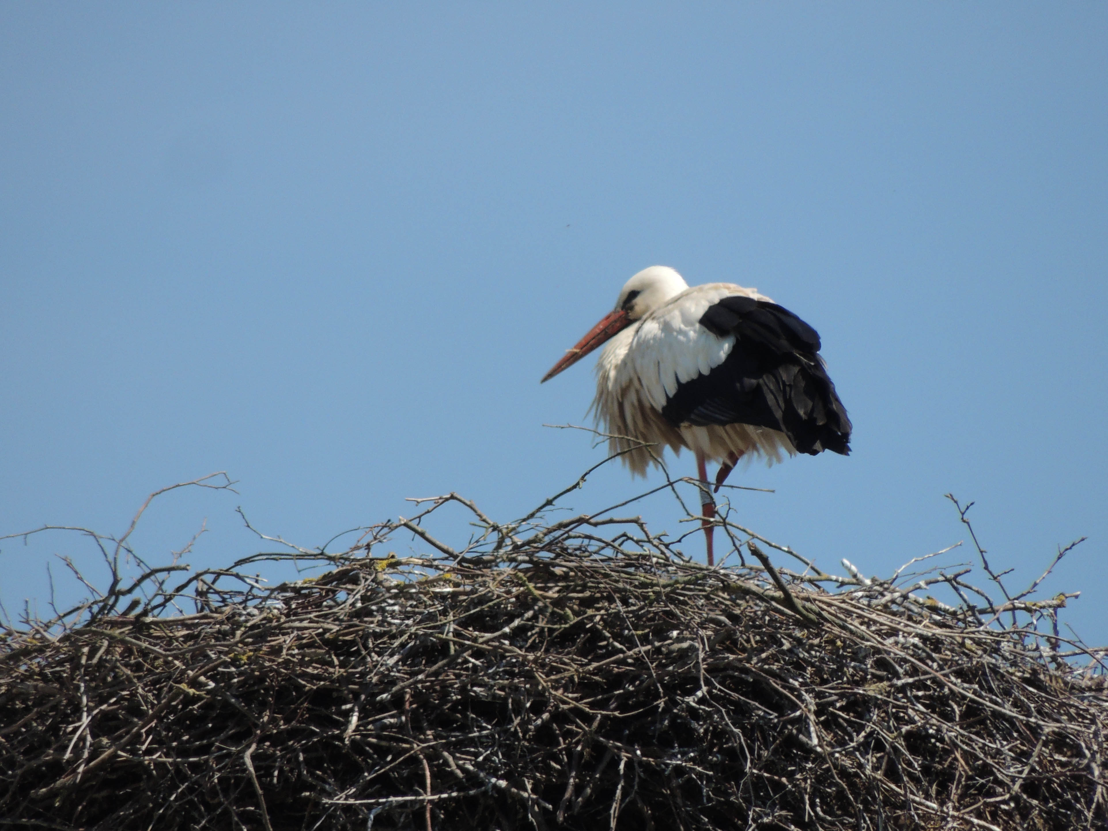 2013 Riedisheim Cigogne02