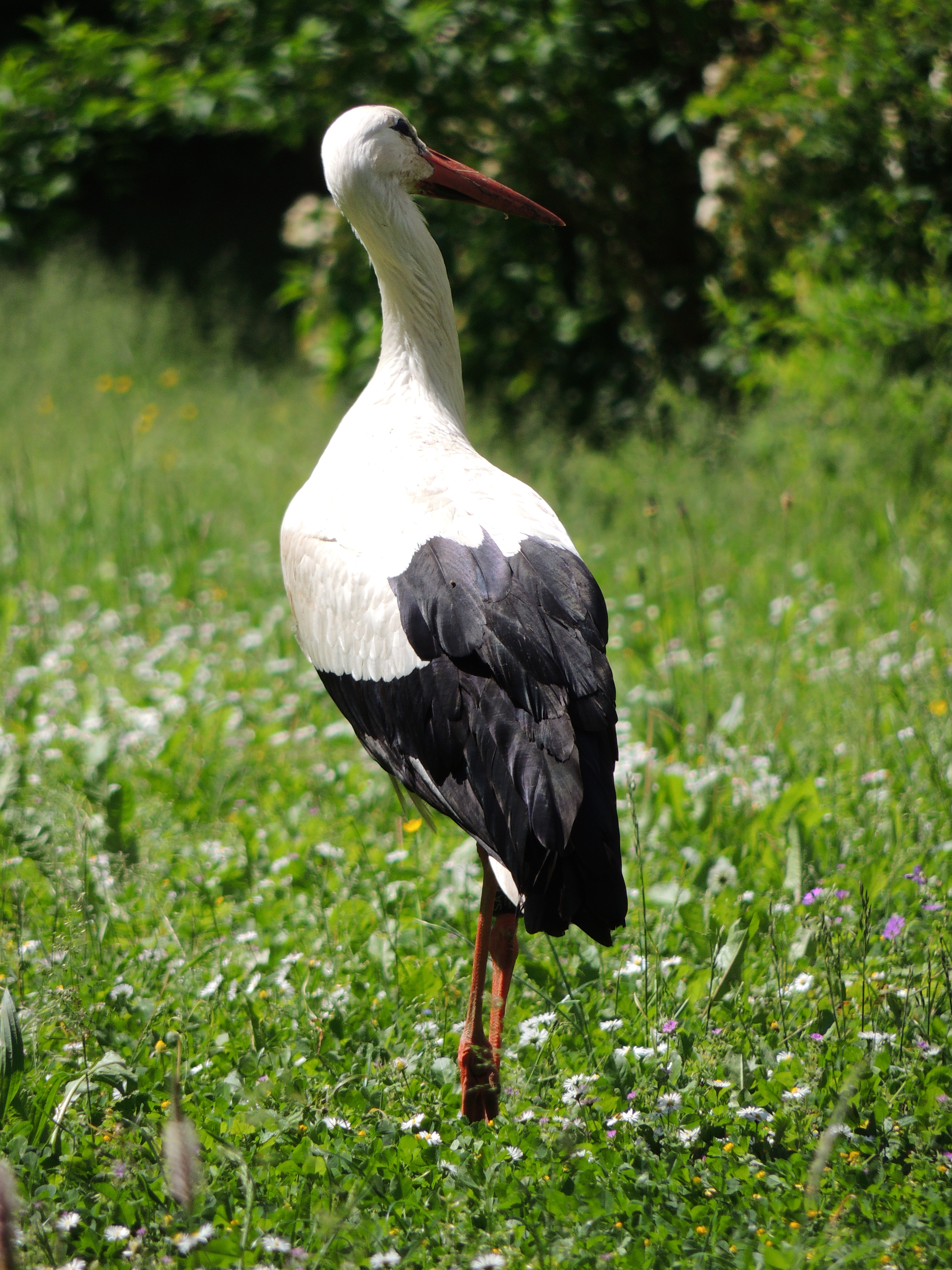 2013 Riedisheim Cigogne03