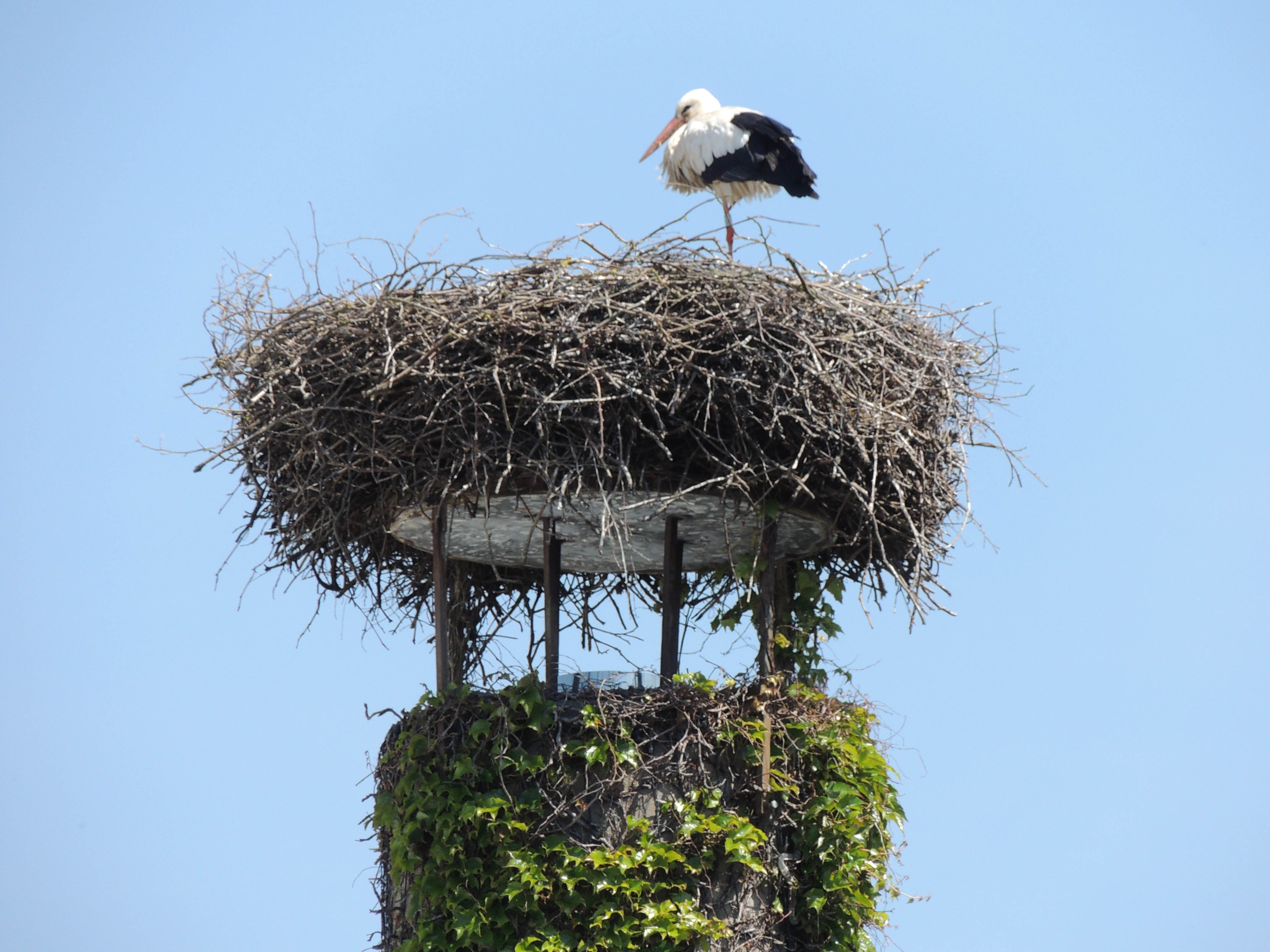 2013 Riedisheim Cigogne04