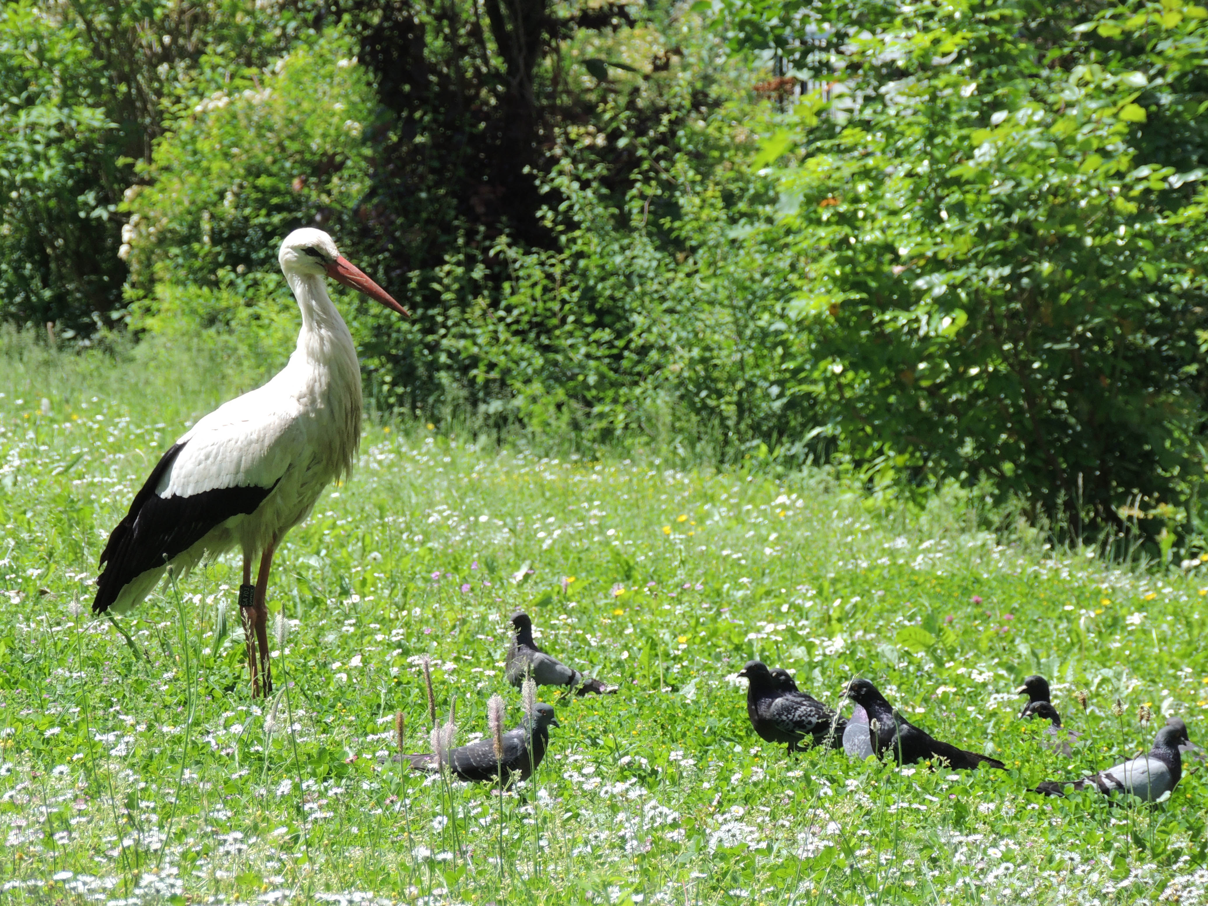 2013 Riedisheim Cigogne06