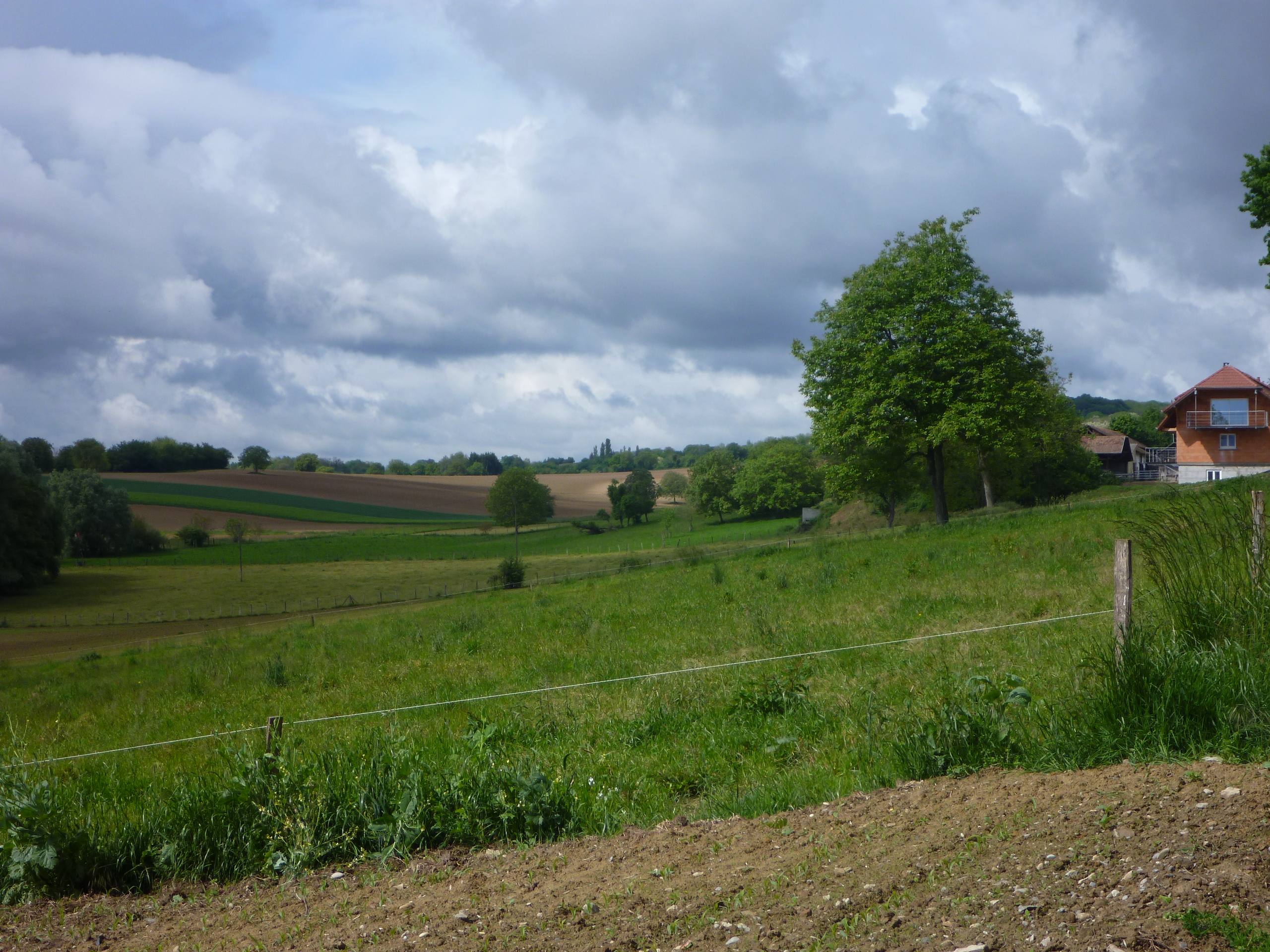 2014 Steinbrunn Le Bas champ 4