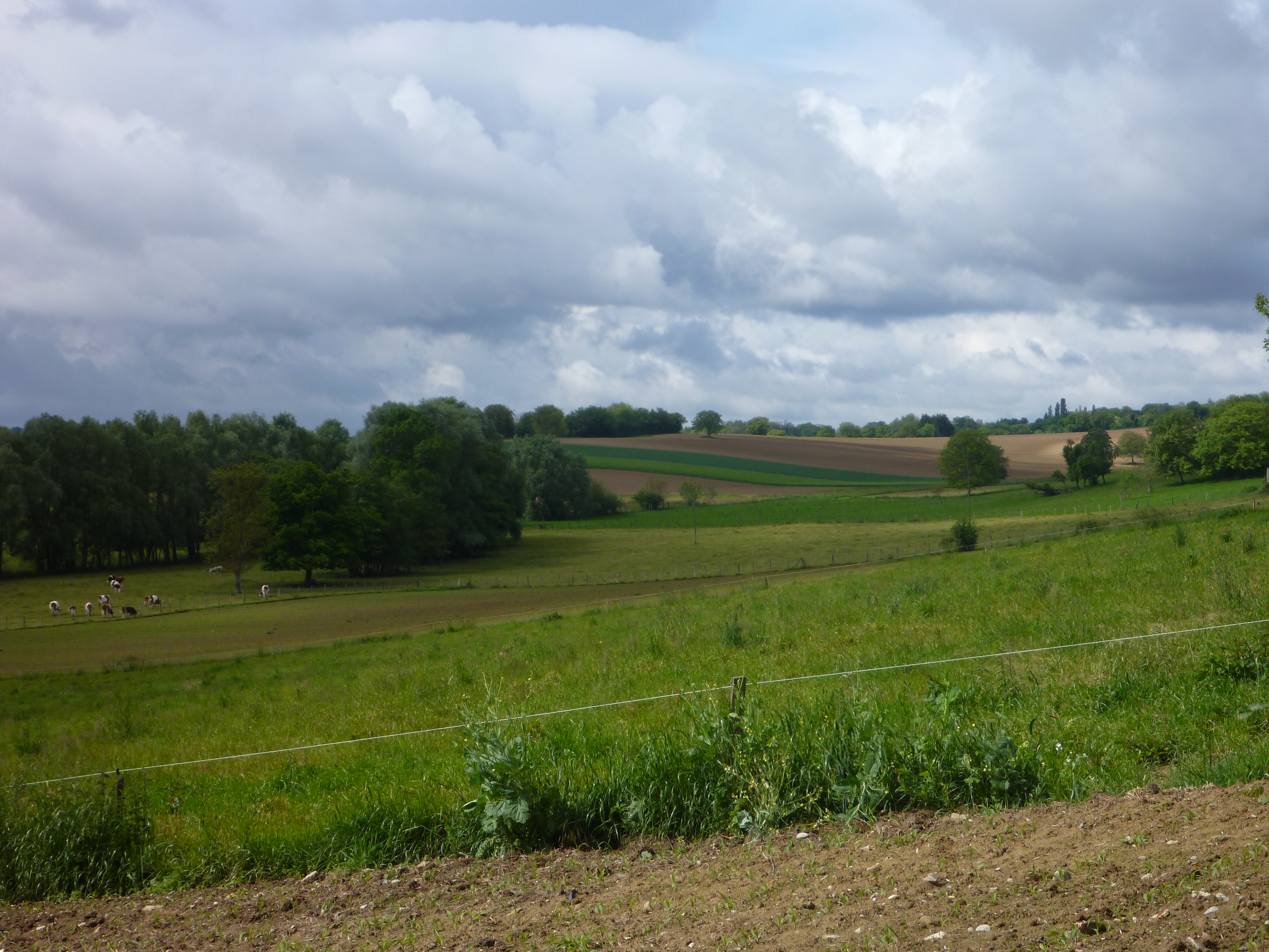 2014 Steinbrunn Le Bas champ 5