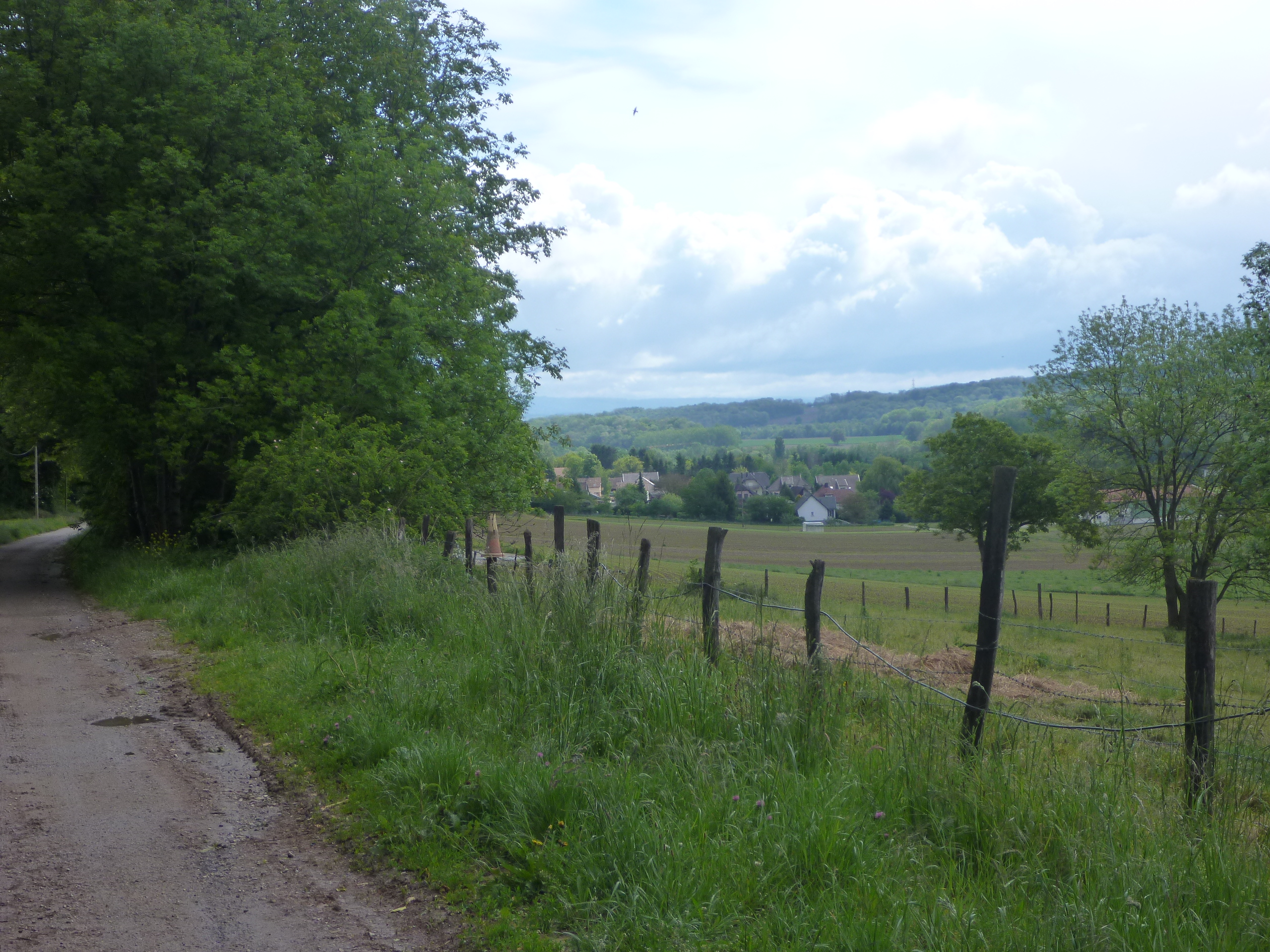 2014 Steinbrunn Le Bas chemin en terre 5