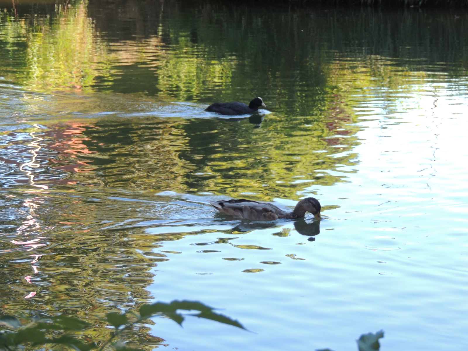 2016 Mulhouse Batelier Chalindrey cane et poule d'eau 1