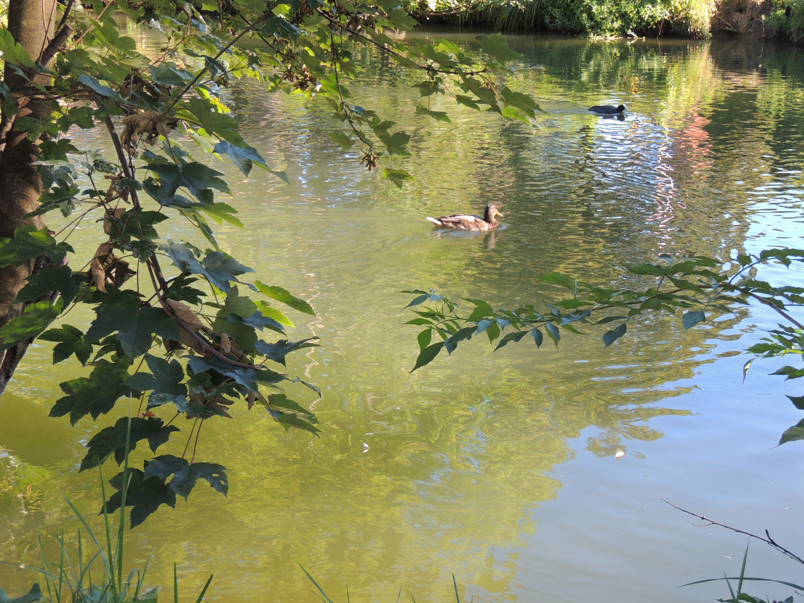 2016 Mulhouse Batelier Chalindrey cane et poule d'eau 2