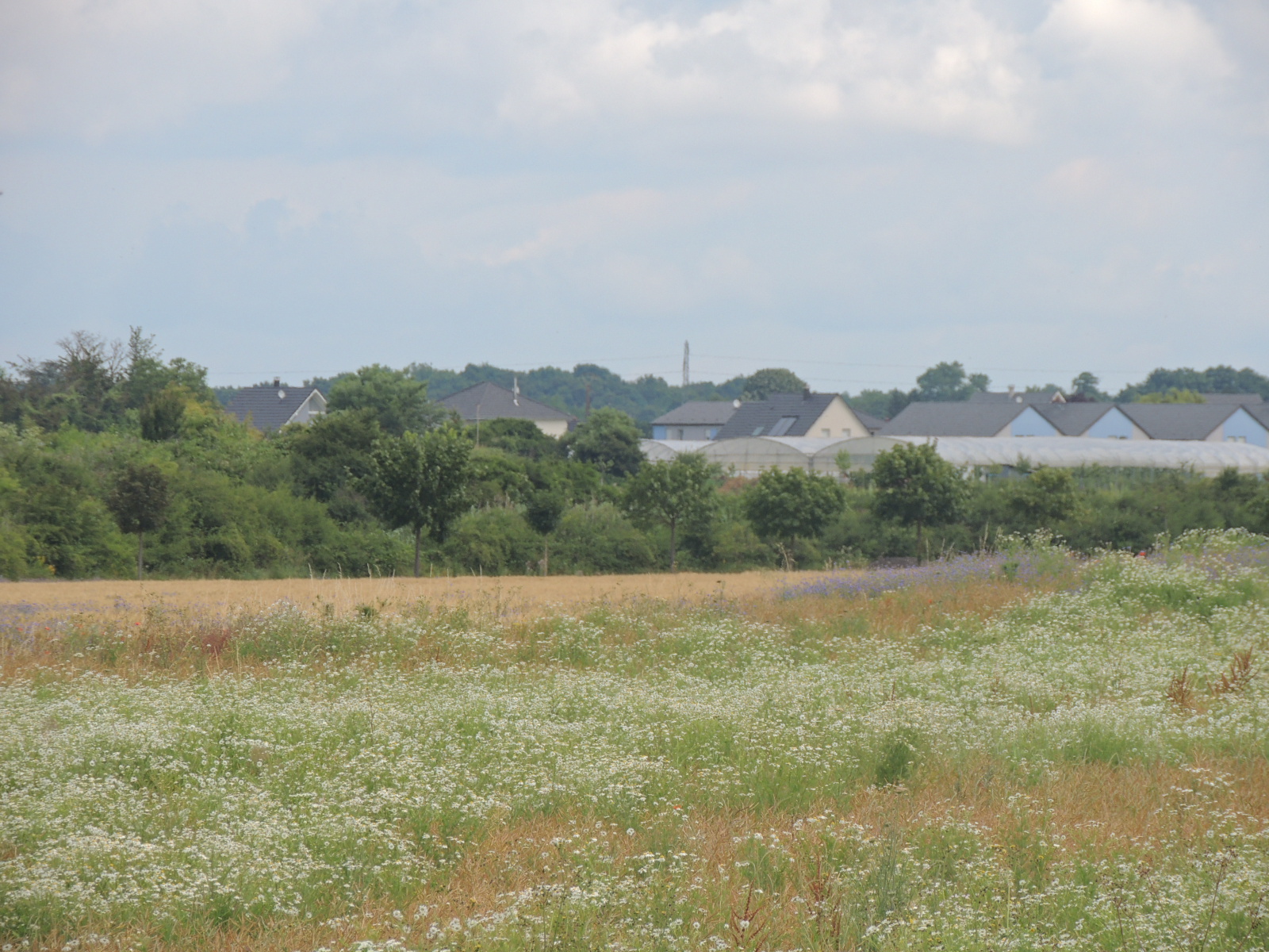 2016 Ungersheim  Biodiversite corridor prairie fleurie