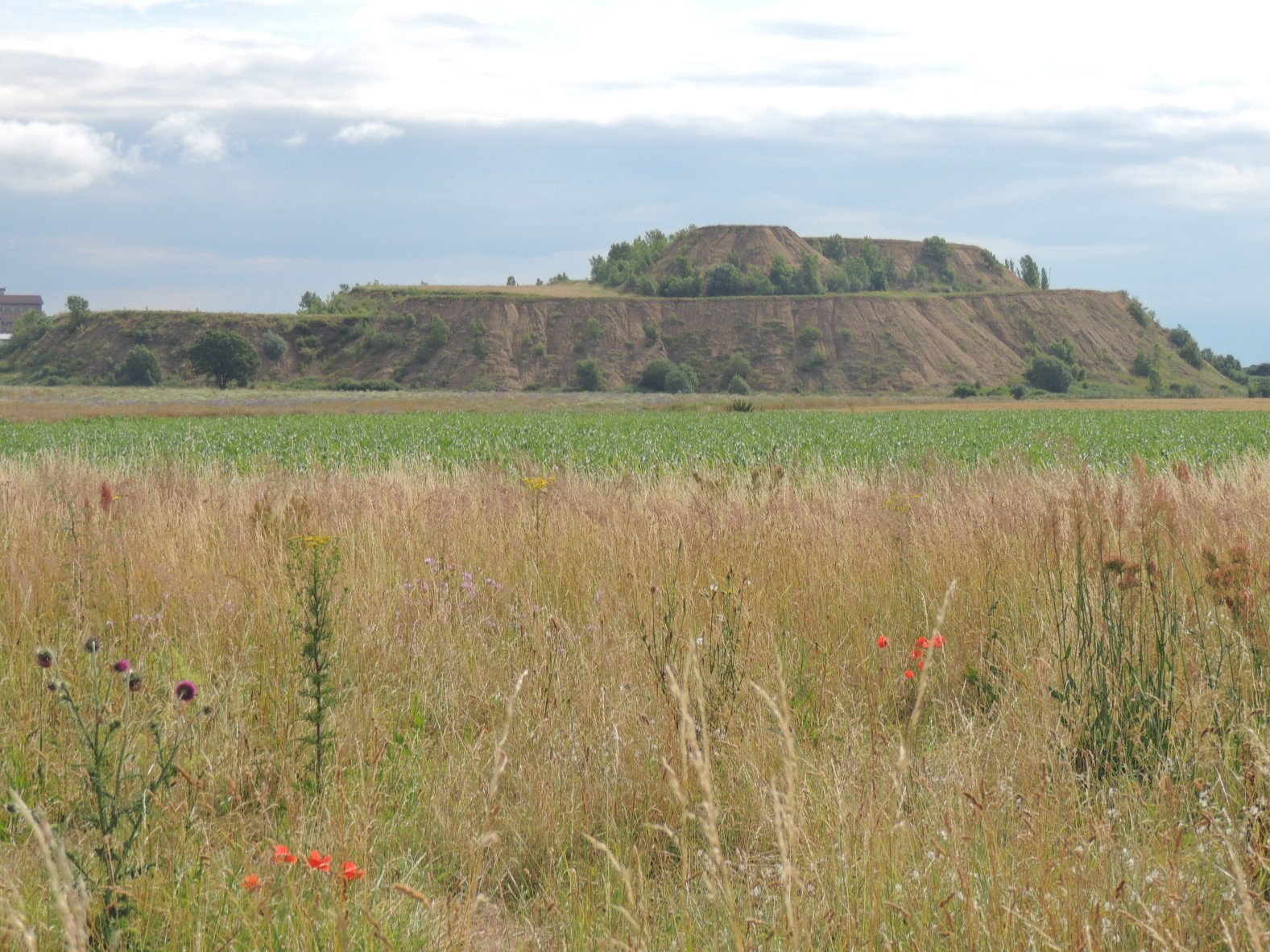 2016 Wittenheim  Terril Eugène renaturation biodiversité