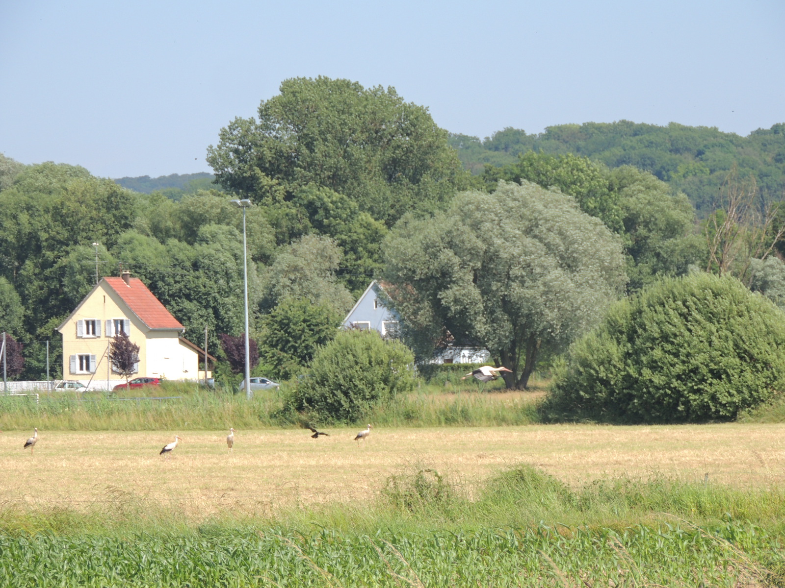 2016 Zillisheim  Biodiversite cigognes dans champ