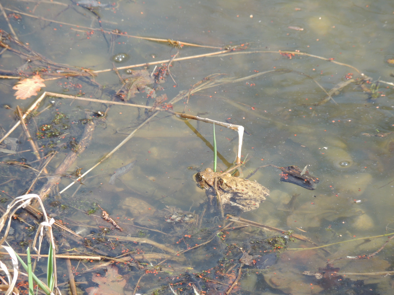 2017 Lutterbach  Etang-peche crapaud-commun