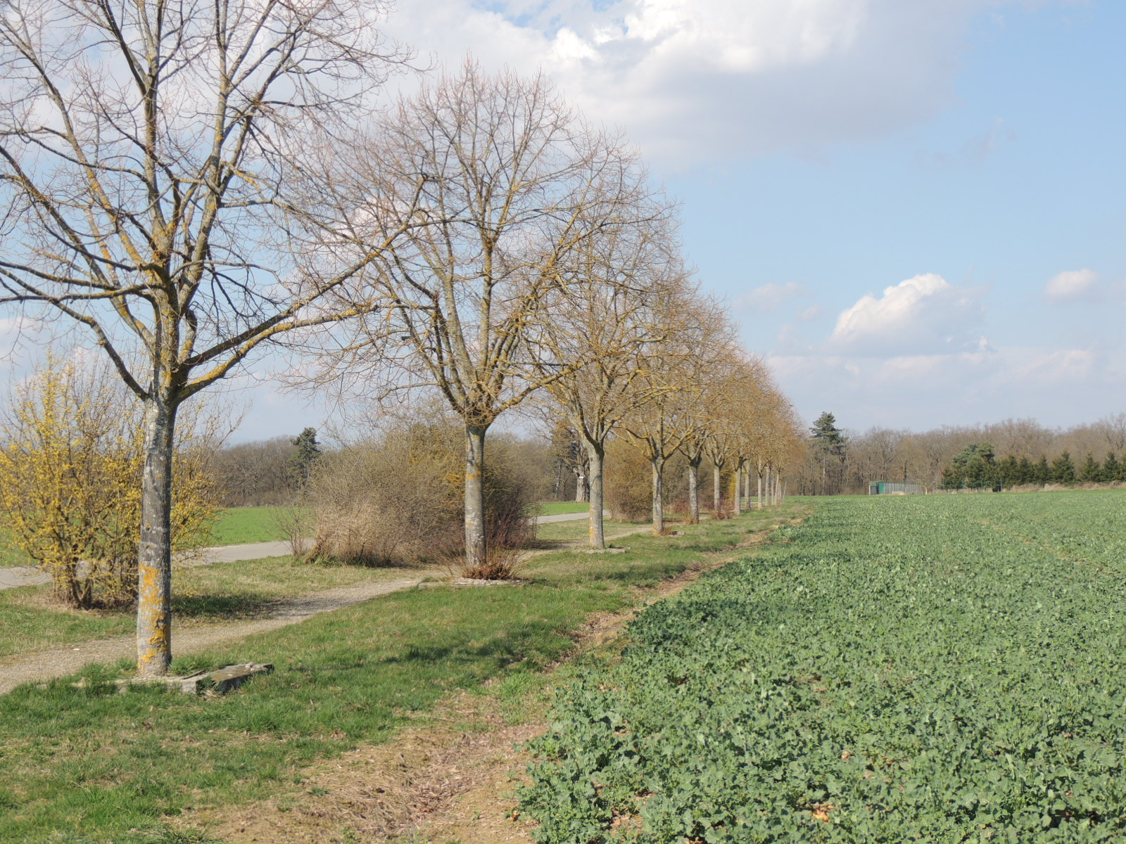 2017 Richwiller Coulée-verte