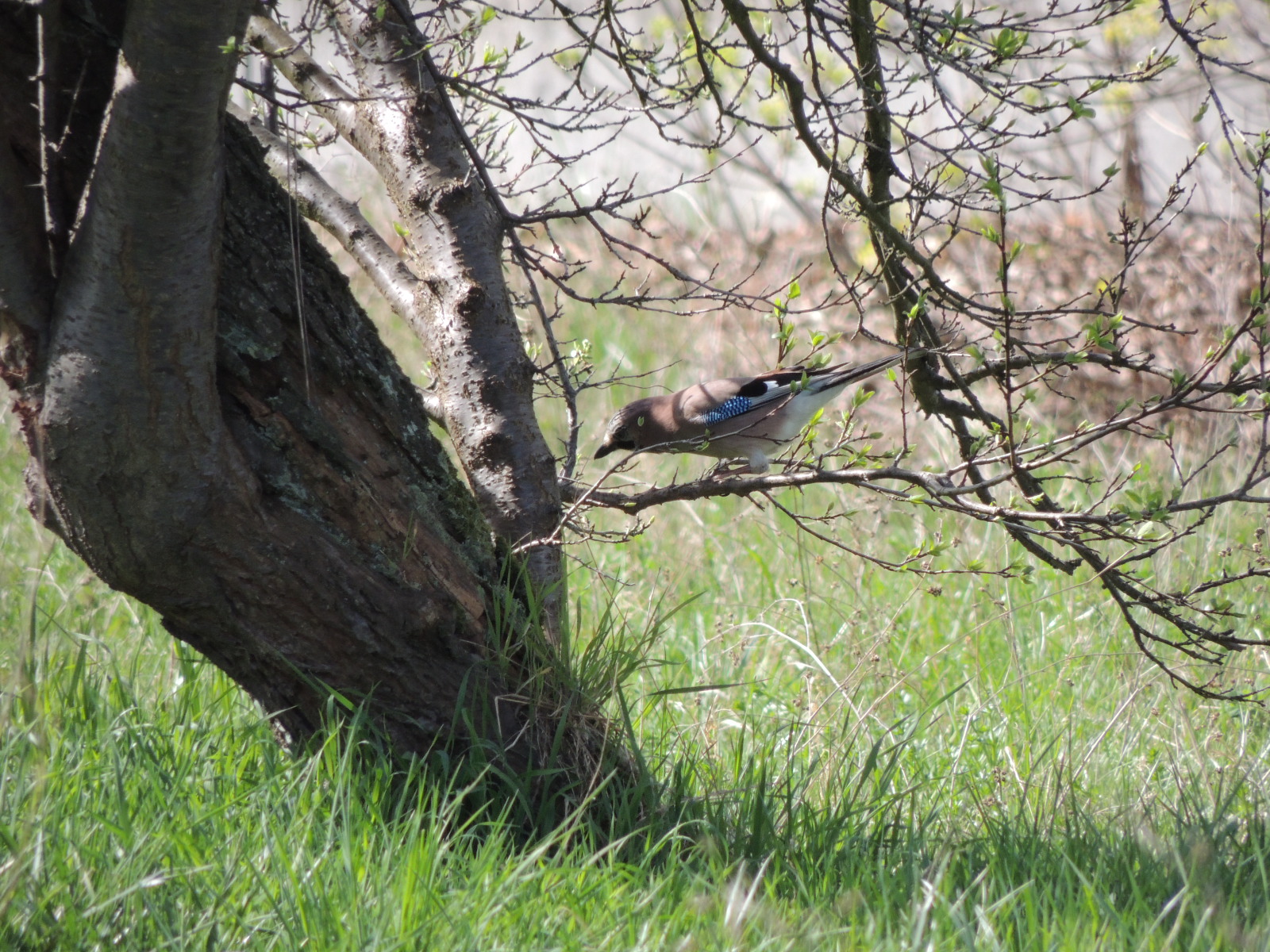 2017 Wittenheim Hinter-den-garden geai-des-chênes