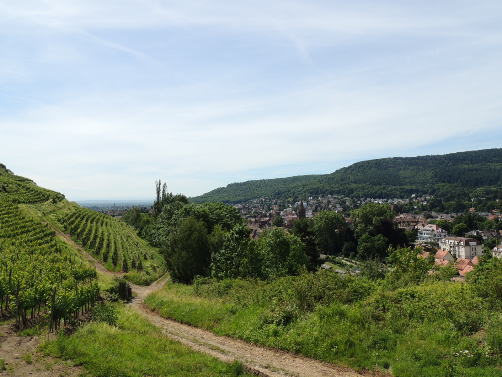 2017Guebwiller point de vue coteaux, vignoble