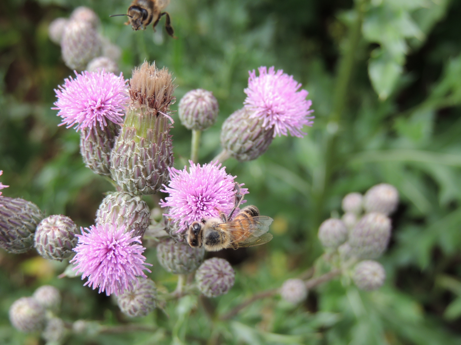 2017Guebwiller promenade verte Abeille