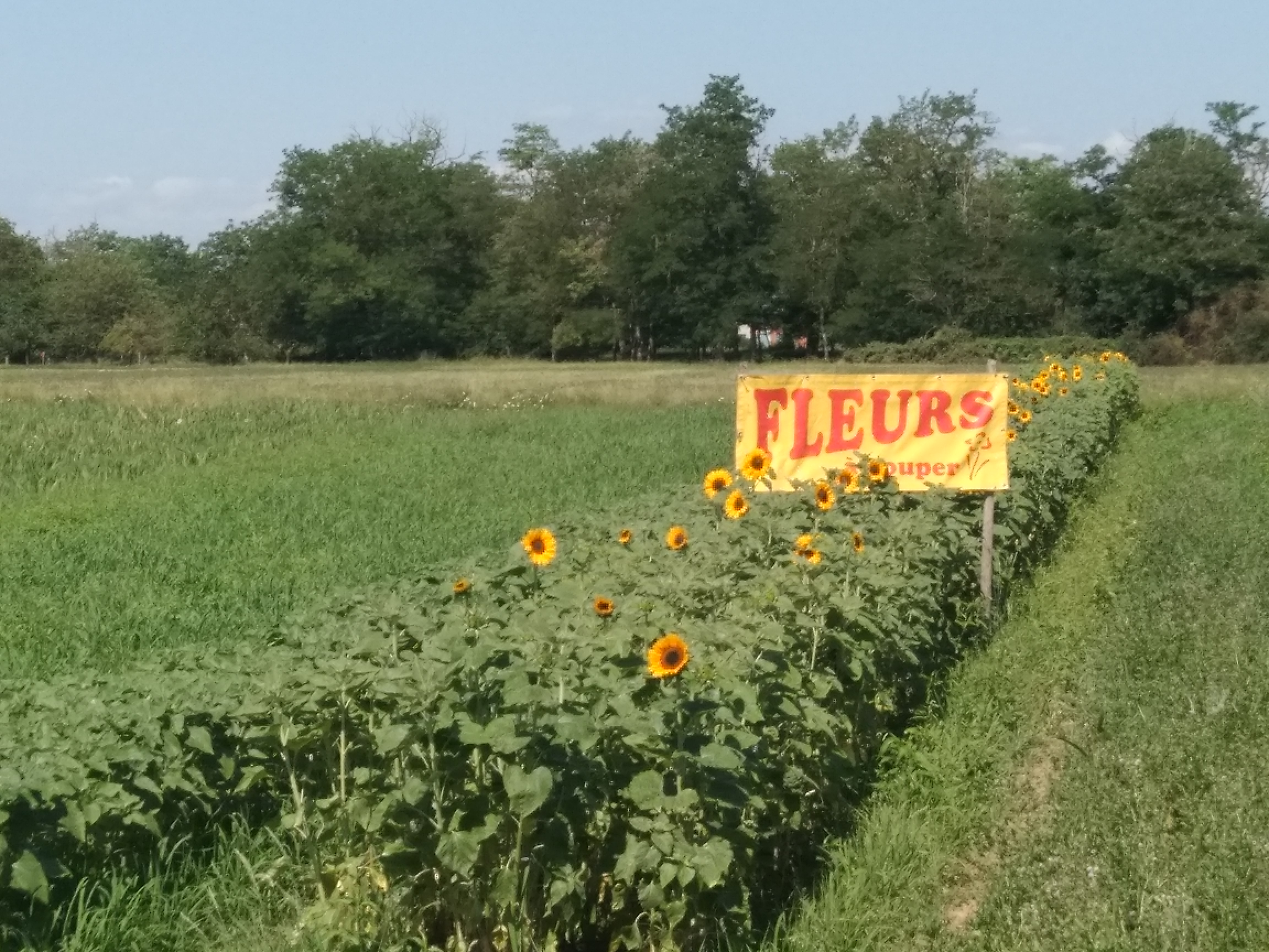 2019 Sausheim  Champ de Fleurs libre service