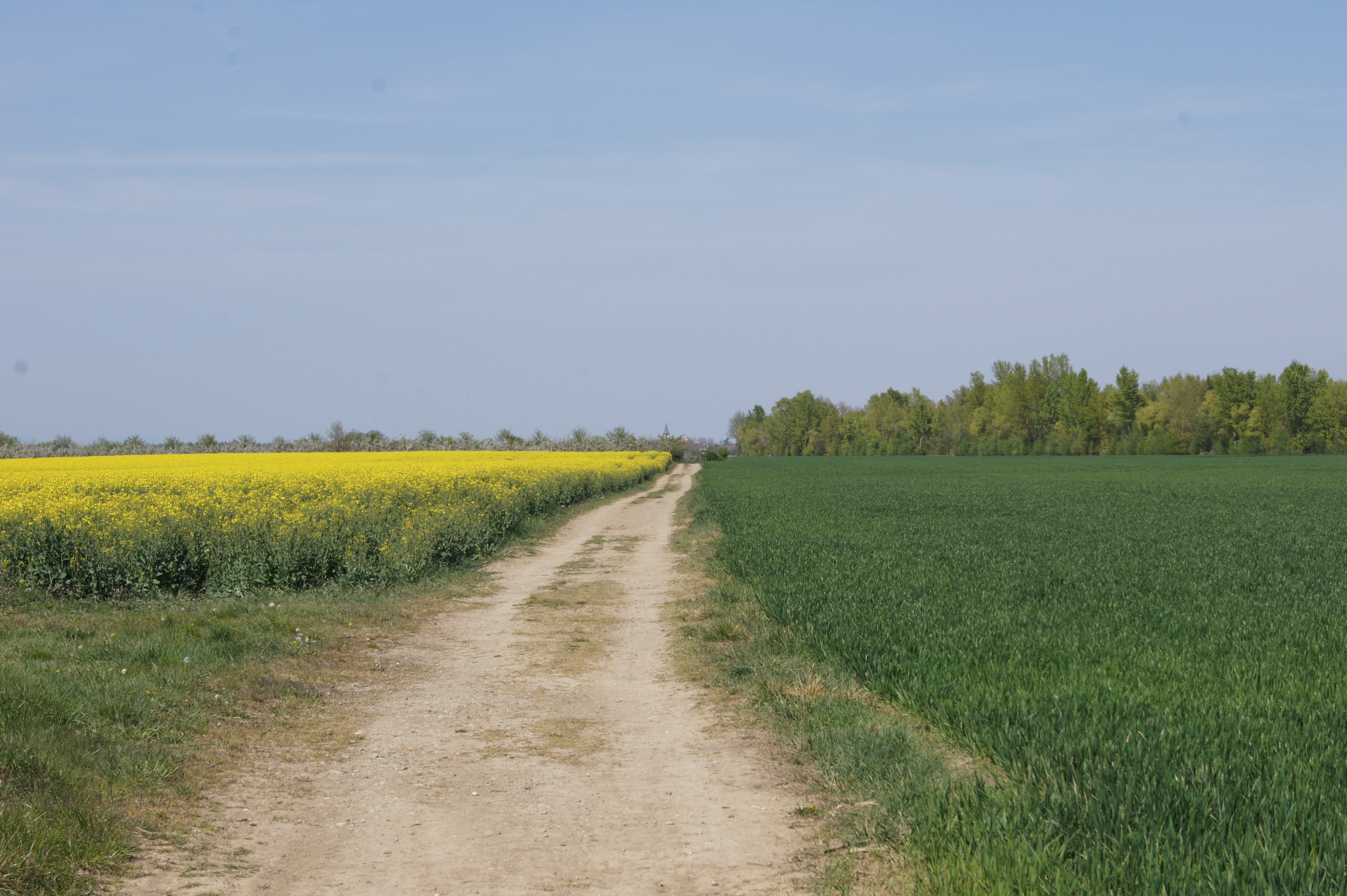 2021 Illzach Plaine de l'Ill Nord Wittenheimerfeld2