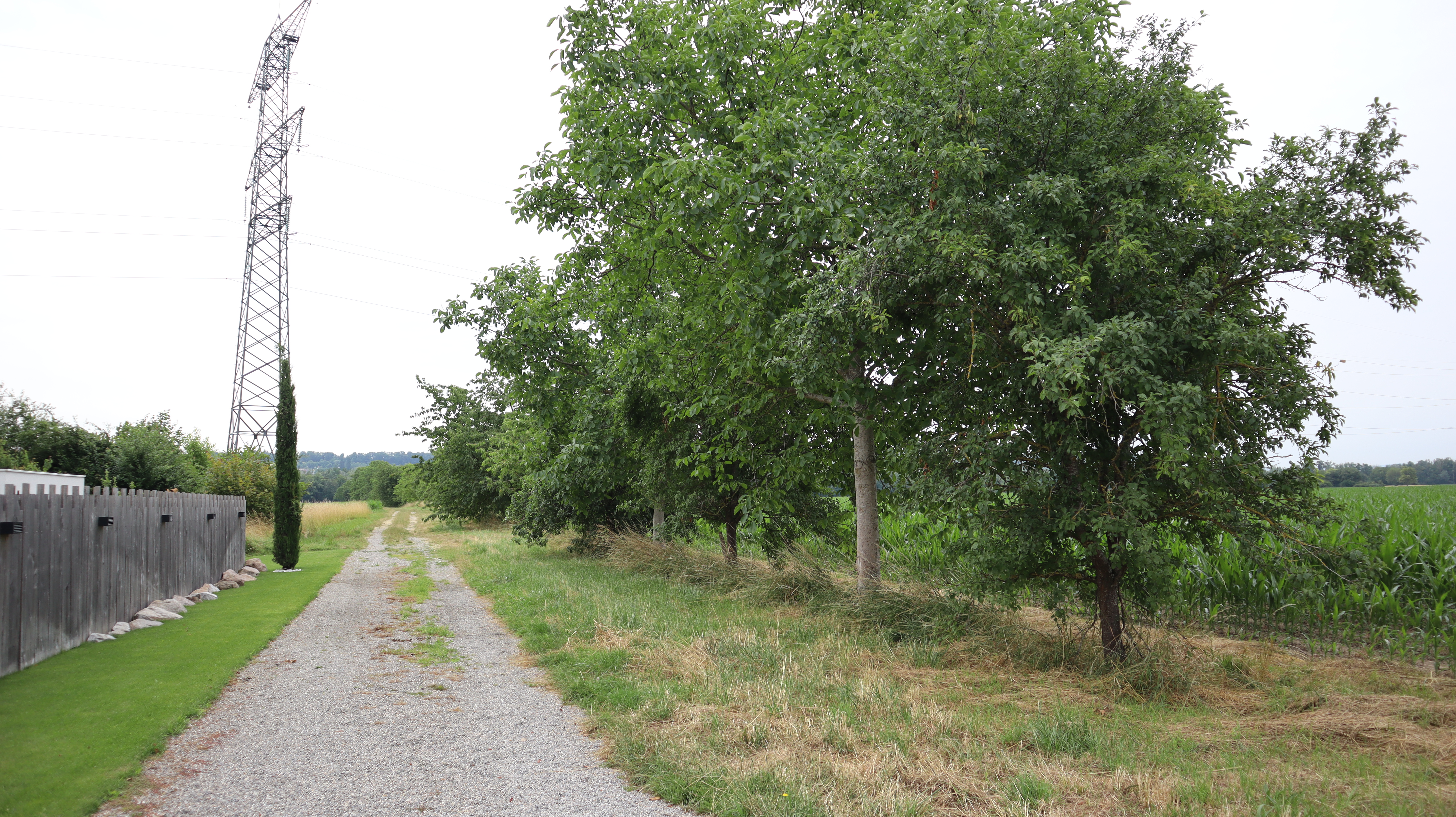 2023 Petit Landau alignement d'arbres