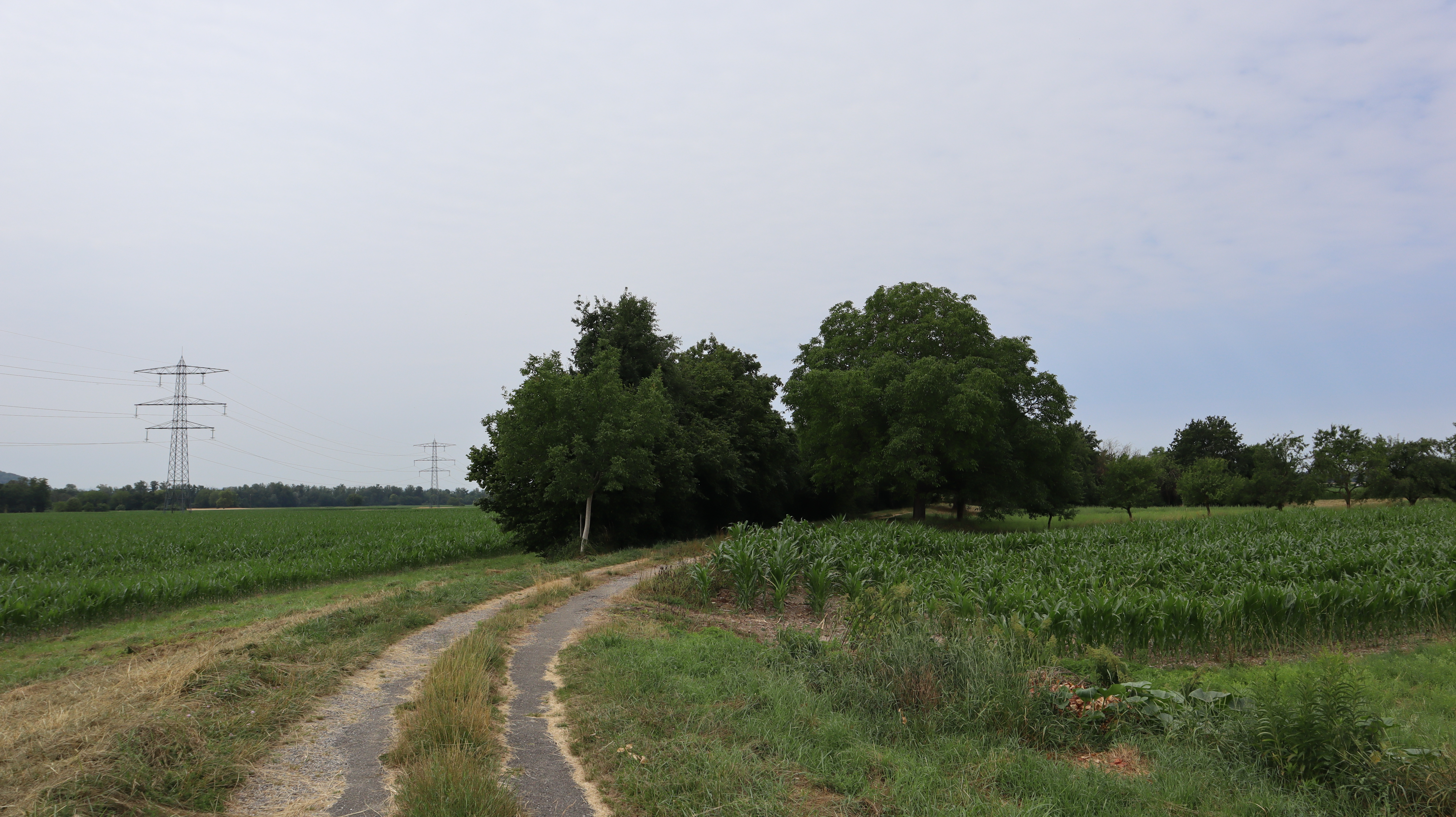 2023 Petit Landau linéaires arborés