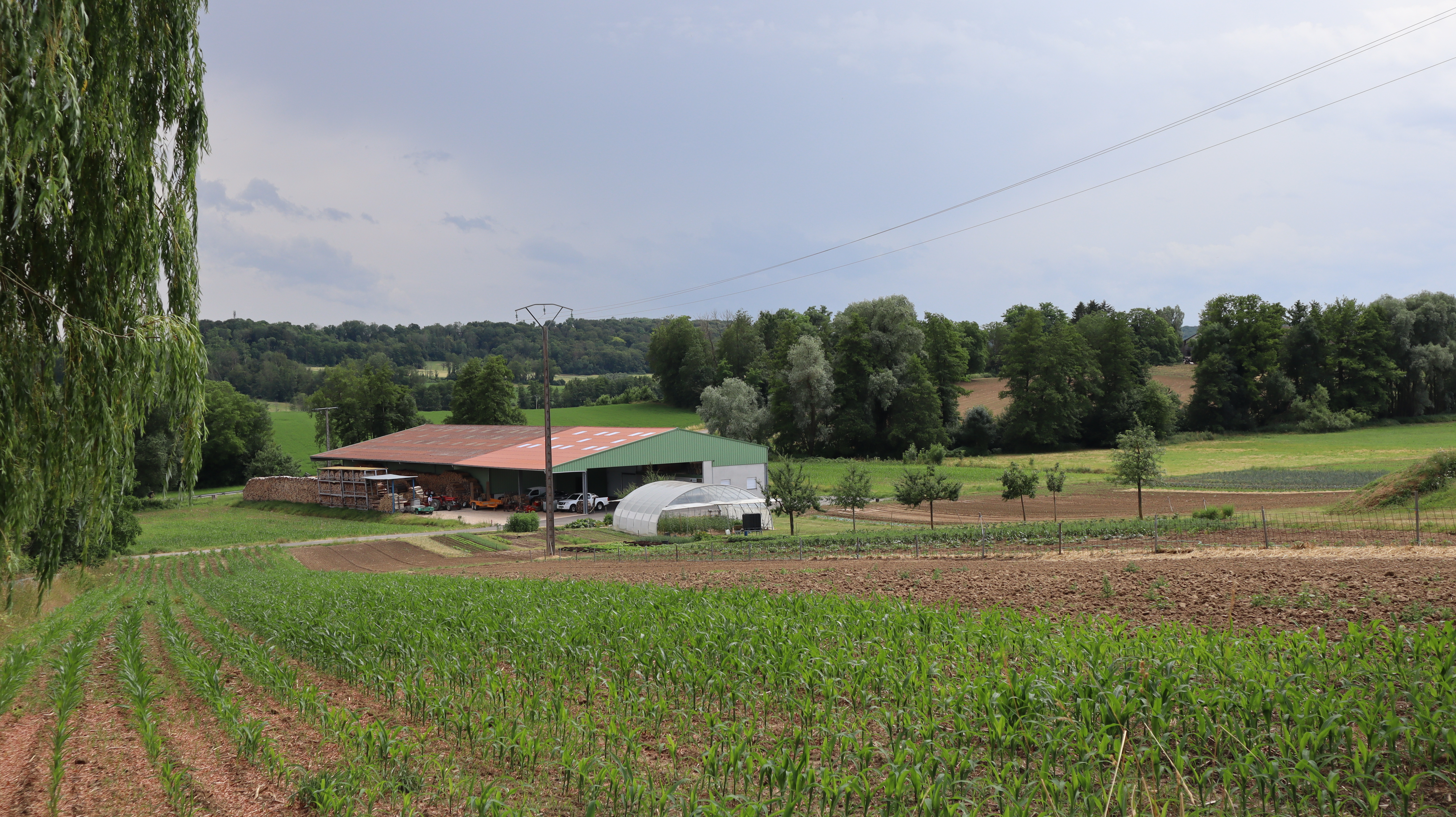 2023 Steinbrunn Le Bas ferme