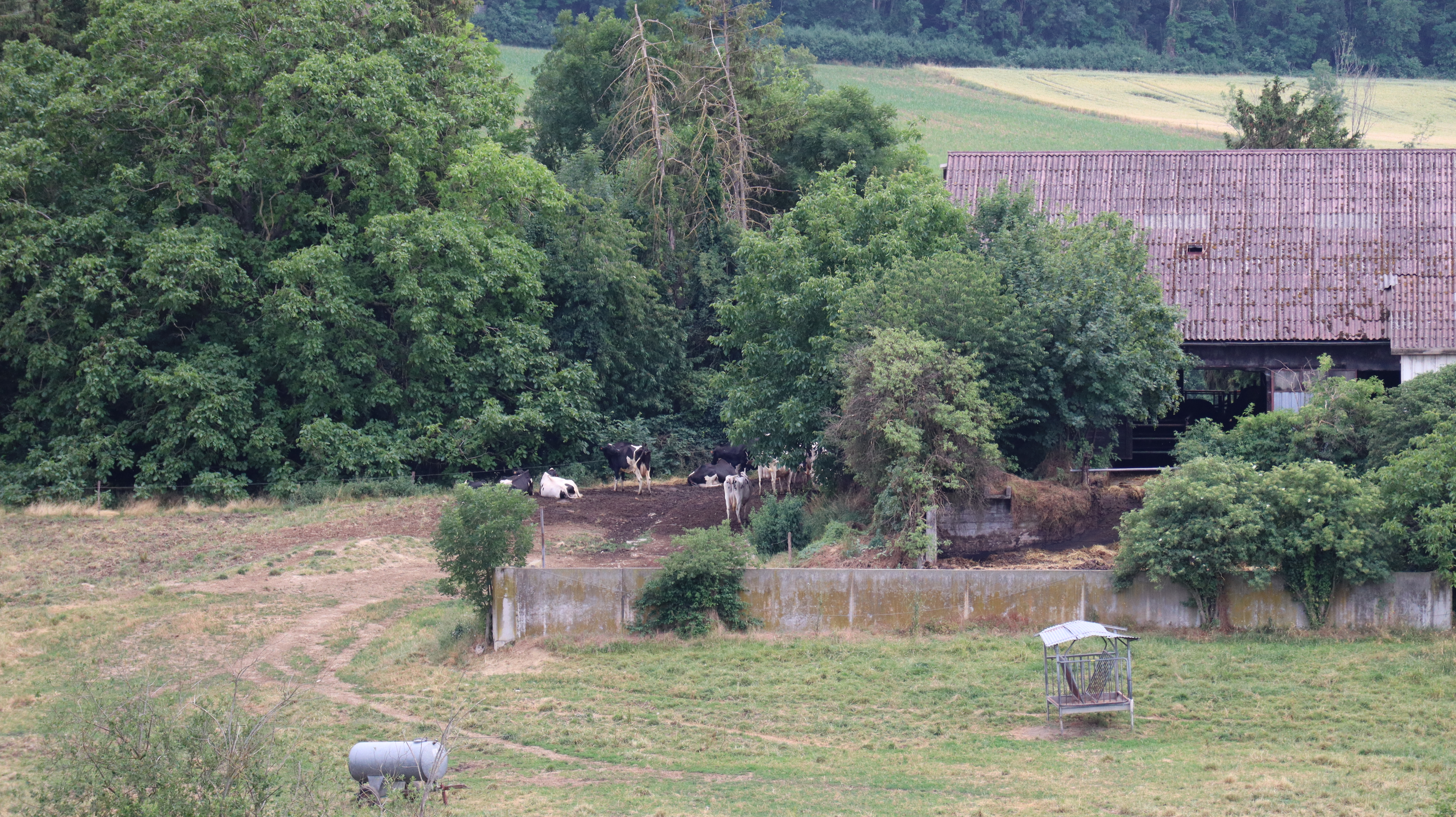 2023 Steinbrunn Le Bas ferme vache