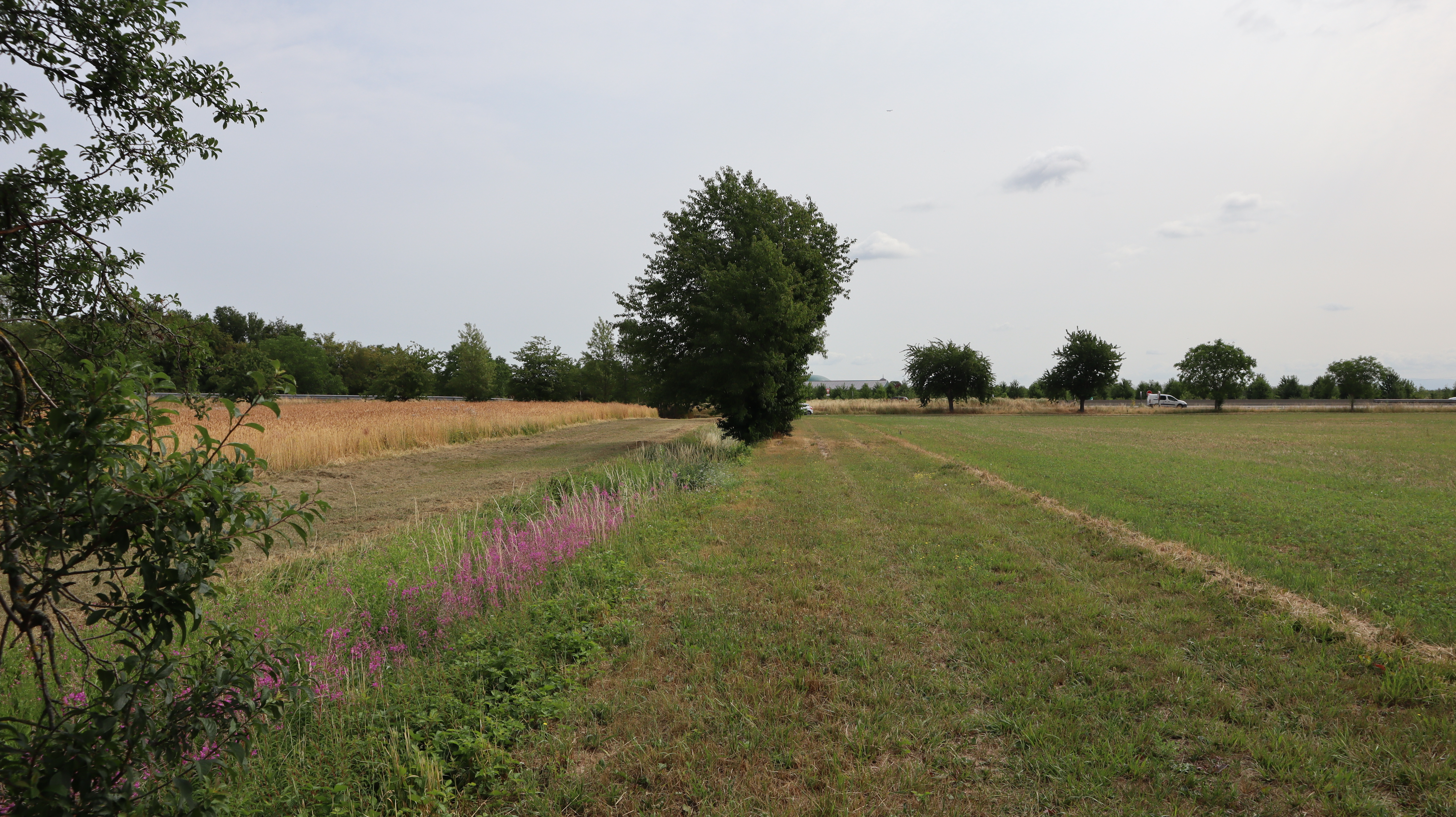 2023 Ungersheim chemin agricole