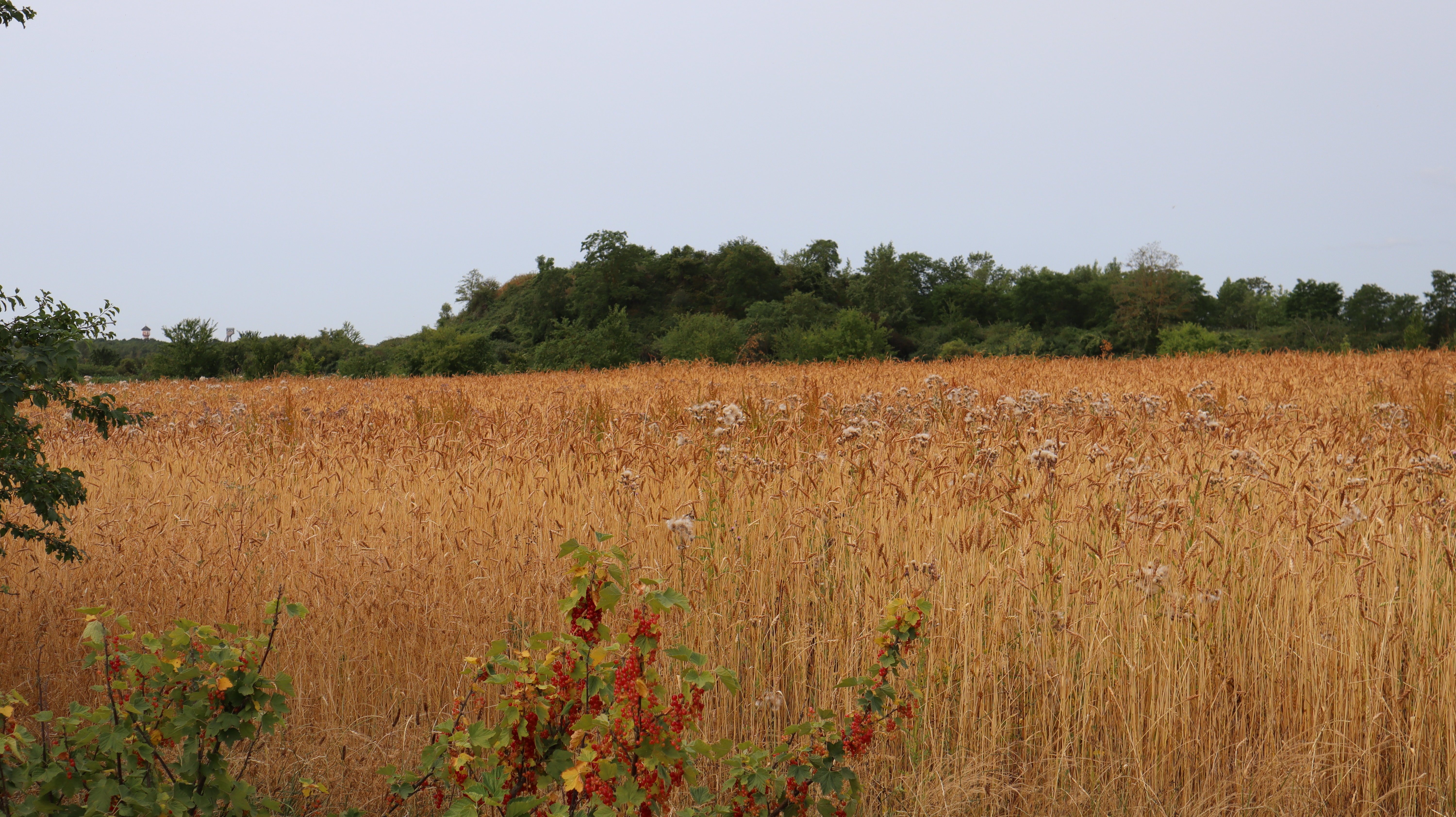 2023 Ungersheim jardin trèfle (4)