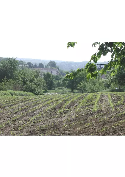 2003 Didenheim colline