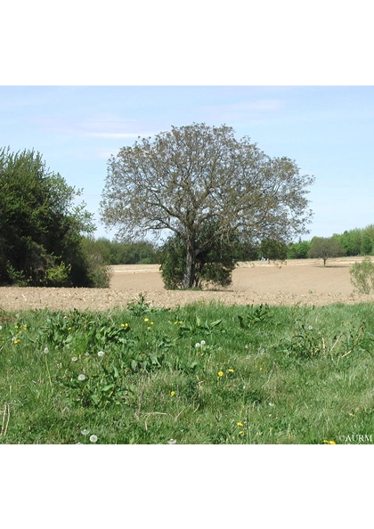 2003 Didenheim arbre isolé