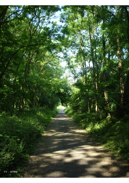 2009 Pfastatt CheminForestier