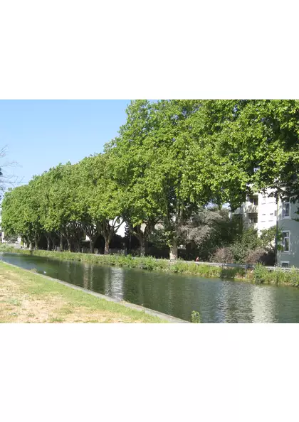 2015 Mulhouse rue de l'Est canal 2