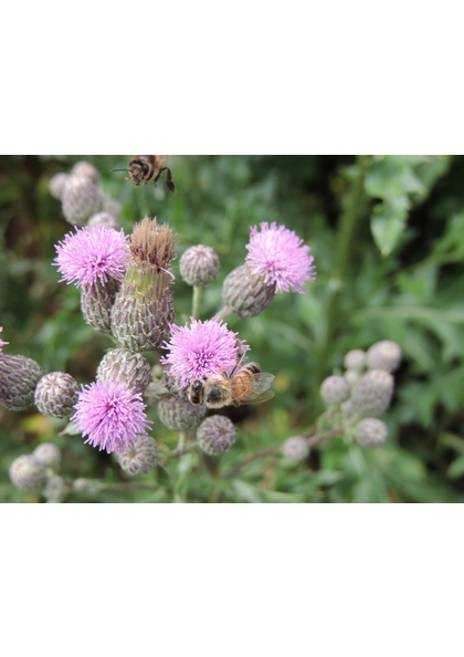 2017Guebwiller promenade verte Abeille