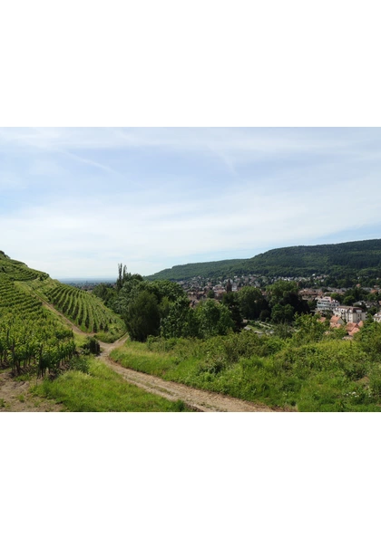 2017Guebwiller point de vue coteaux, vignoble