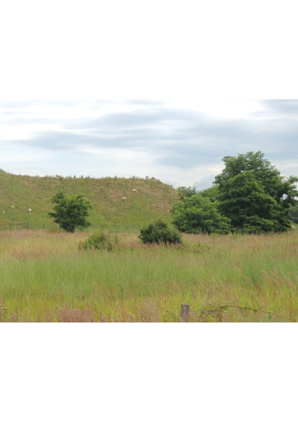 2016 Pulversheim  Terril Rodolphe écopaturage moutons biodiversite