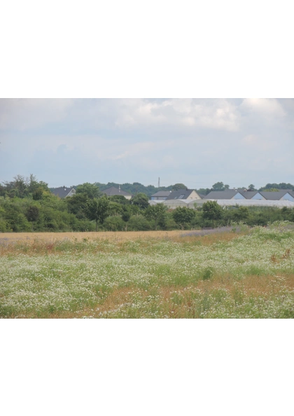 2016 Ungersheim  Biodiversite corridor prairie fleurie