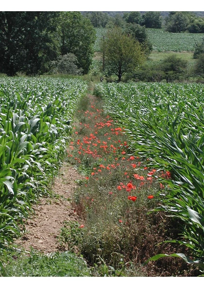 2004 champs mais coquelicots